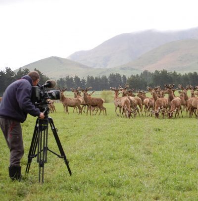 https://highpeakhunting.co.nz/wp-content/uploads/2021/05/DSC_0151-1-scaled-e1621918603835.jpg