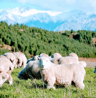 https://highpeakhunting.co.nz/wp-content/uploads/2022/04/High-Peak-16a.jpg