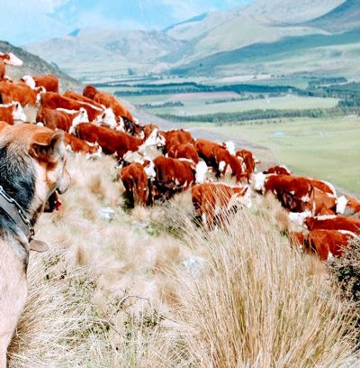 https://highpeakhunting.co.nz/wp-content/uploads/2022/04/High-Peak-17a.jpg