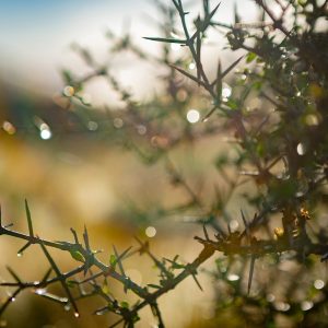 Matagouri - the ubiquitous spiky plant that keeps hunters on their toes!
