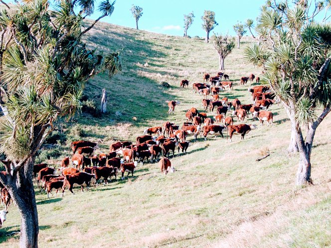 https://highpeakhunting.co.nz/wp-content/uploads/2022/06/cattle-1.jpg
