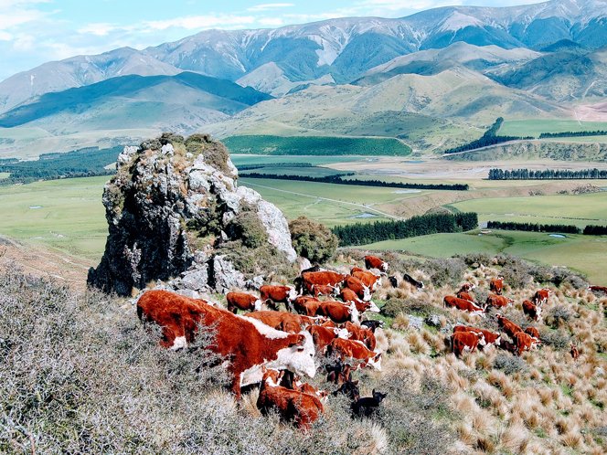 https://highpeakhunting.co.nz/wp-content/uploads/2022/06/cattle-2.jpg