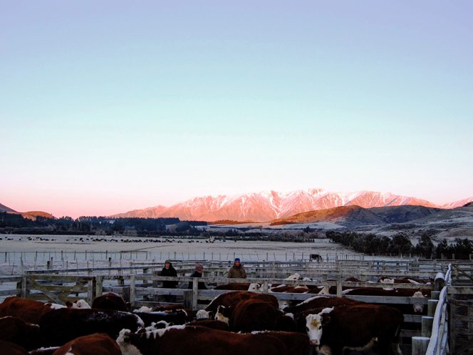 https://highpeakhunting.co.nz/wp-content/uploads/2022/06/cattle-3.jpg