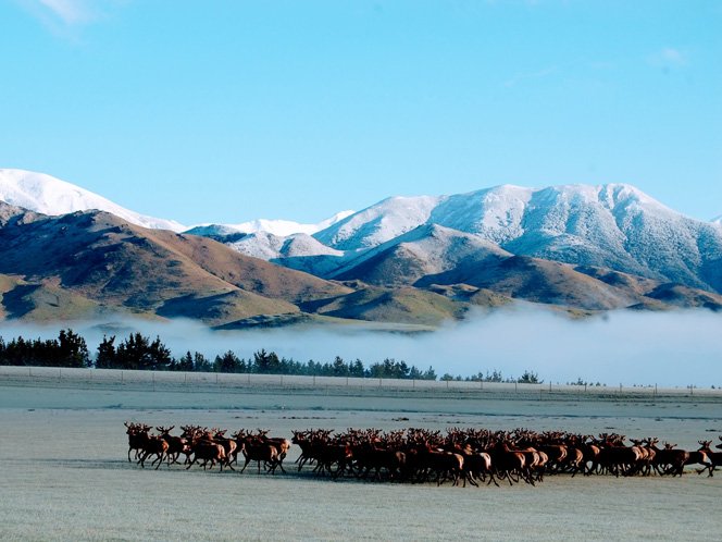 https://highpeakhunting.co.nz/wp-content/uploads/2022/06/deer-1.jpg