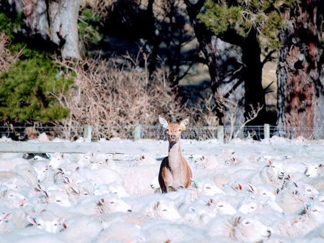 https://highpeakhunting.co.nz/wp-content/uploads/2022/06/deer-4.jpg