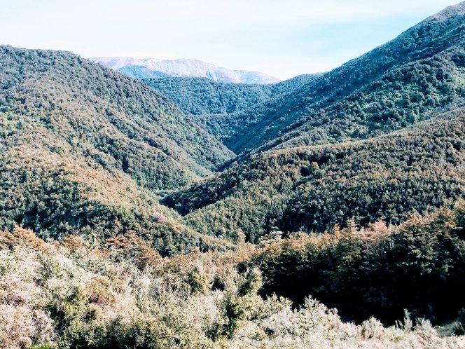 https://highpeakhunting.co.nz/wp-content/uploads/2022/06/honey-4.jpg