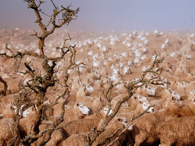 https://highpeakhunting.co.nz/wp-content/uploads/2022/06/sheep-1.jpg