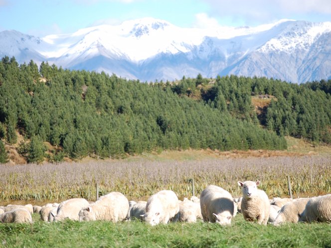 https://highpeakhunting.co.nz/wp-content/uploads/2022/06/sheep-2.jpg