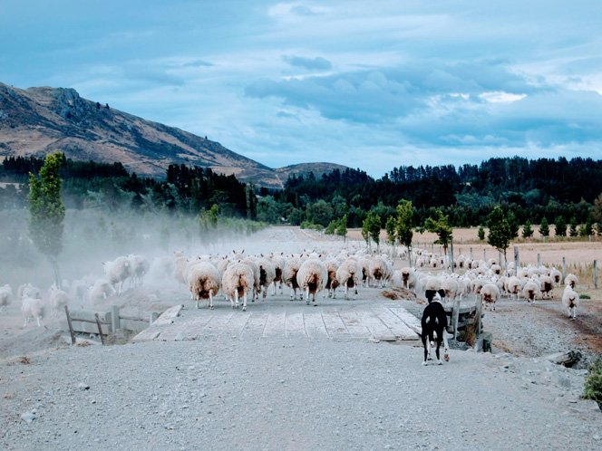 https://highpeakhunting.co.nz/wp-content/uploads/2022/06/sheep-3.jpg