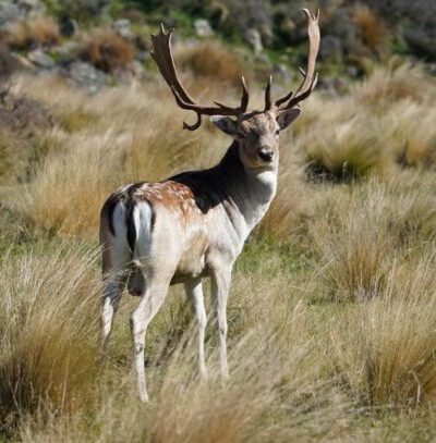 https://highpeakhunting.co.nz/wp-content/uploads/2026/03/aa22e3e9-b69a-40b4-9483-999f602568ba-e1776839546748.jpg