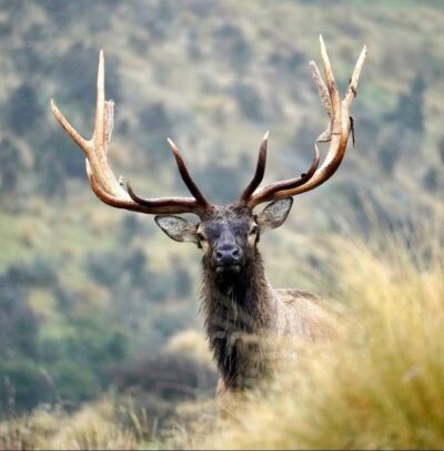 https://highpeakhunting.co.nz/wp-content/uploads/2026/06/WhatsApp-Image-2026-06-18-at-17.34.53-e1787184388783.jpeg