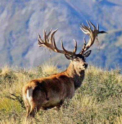 https://highpeakhunting.co.nz/wp-content/uploads/2026/09/Cover-stag-flipped-1-scaled-e1789264475823.jpeg